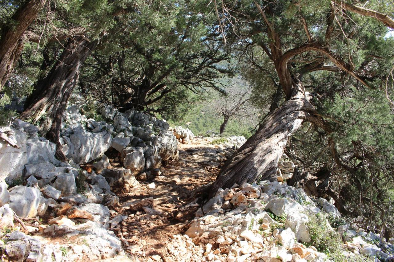 B&B Issicoro Baunei Dış mekan fotoğraf