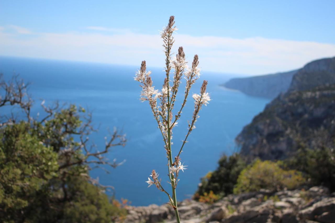 B&B Issicoro Baunei Dış mekan fotoğraf